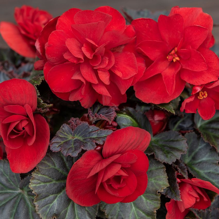 Knollbegonia F1 'Nonstop Mocca Deep Red'