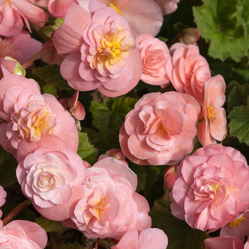 Knollbegonia F1 'Fortune Pink'