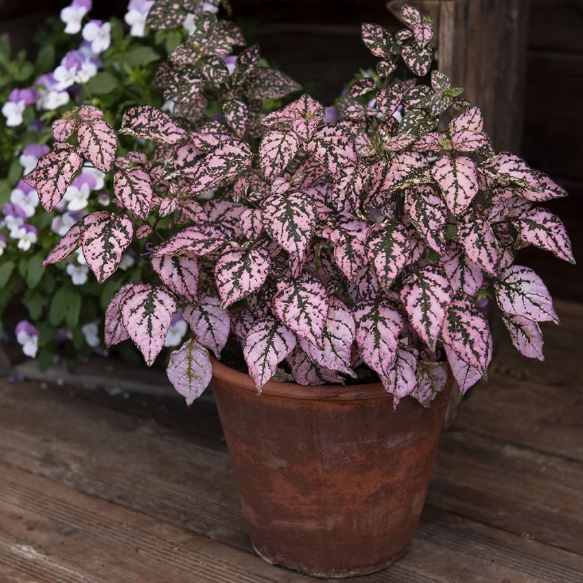 Polkadotplante 'Splash Select Pink'