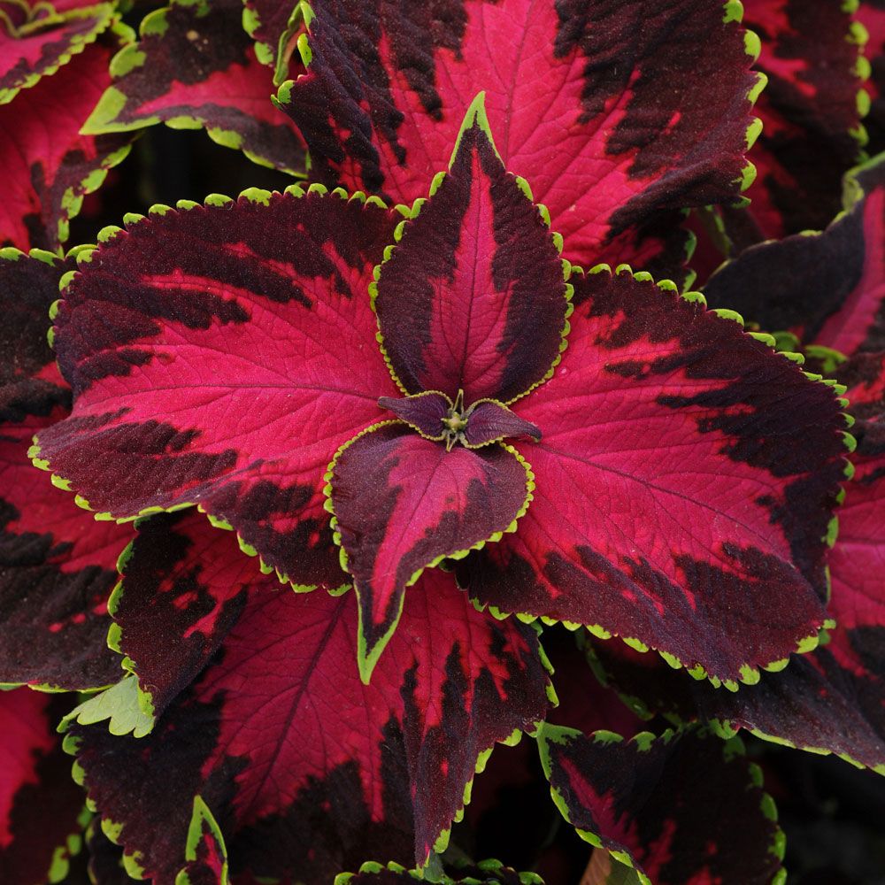 Praktspragle 'Chocolate Covered Cherry'