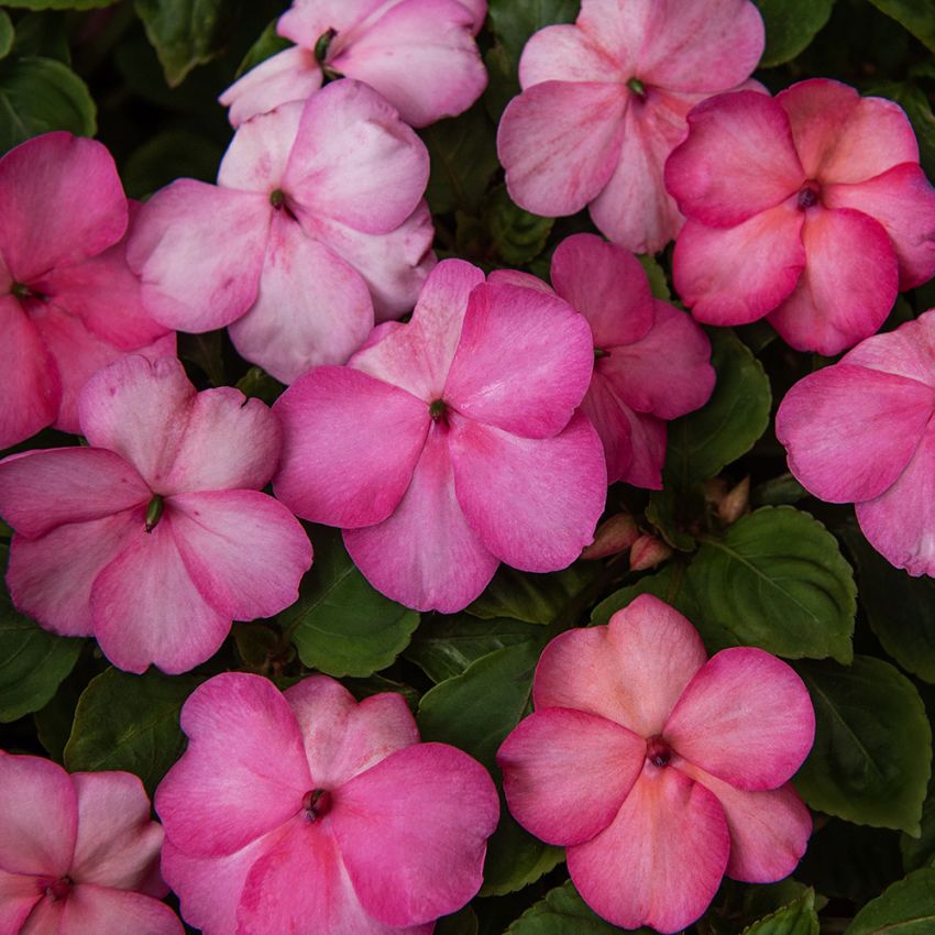 Impatiens walleriana F1 'Balance Rose Picotee'