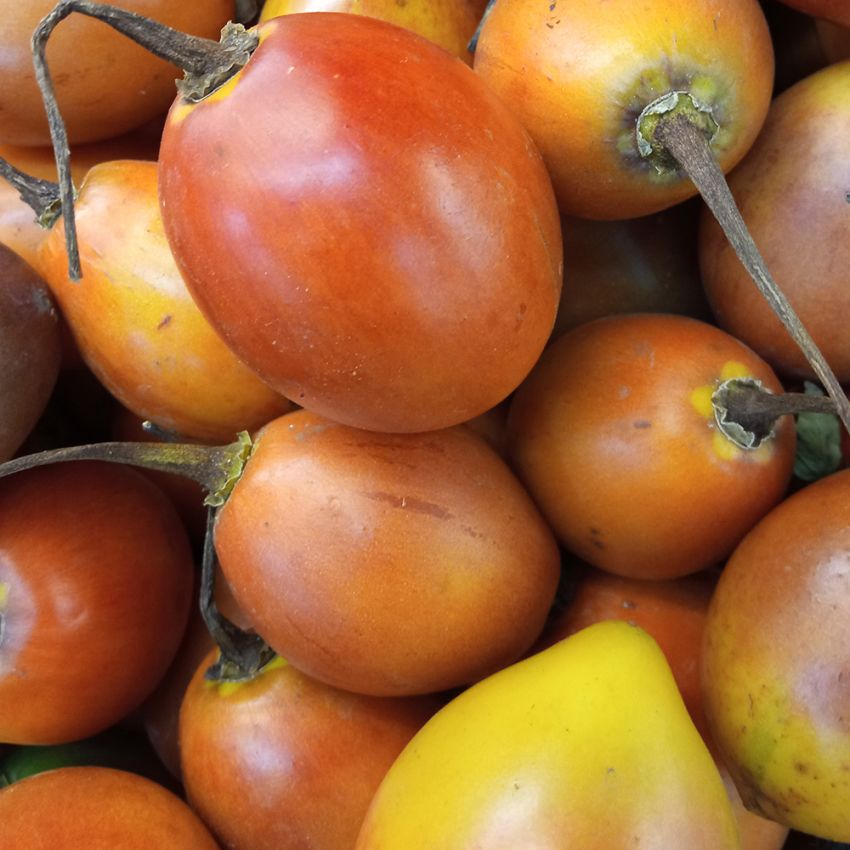 Tamarillo