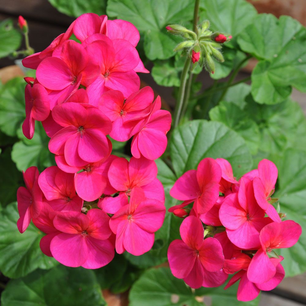 Pelargonia F1 'Apache Violet'