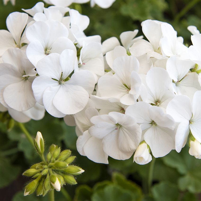 Pelargonia F1 'Apache White'