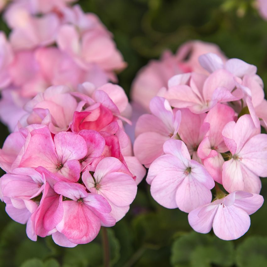 Pelargonia F1 'Apache Appleblossom'