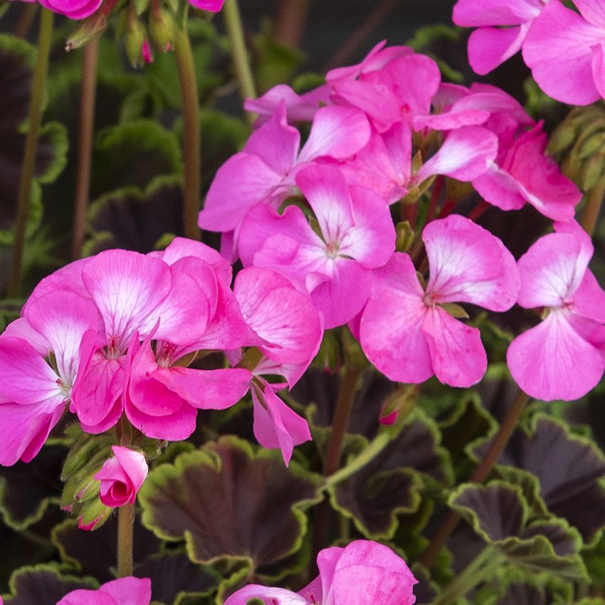 Pelargonia F1 'Night Rose'