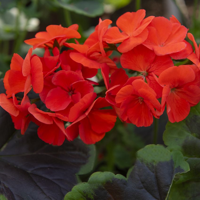 Pelargonia F1 'Night Scarlet'