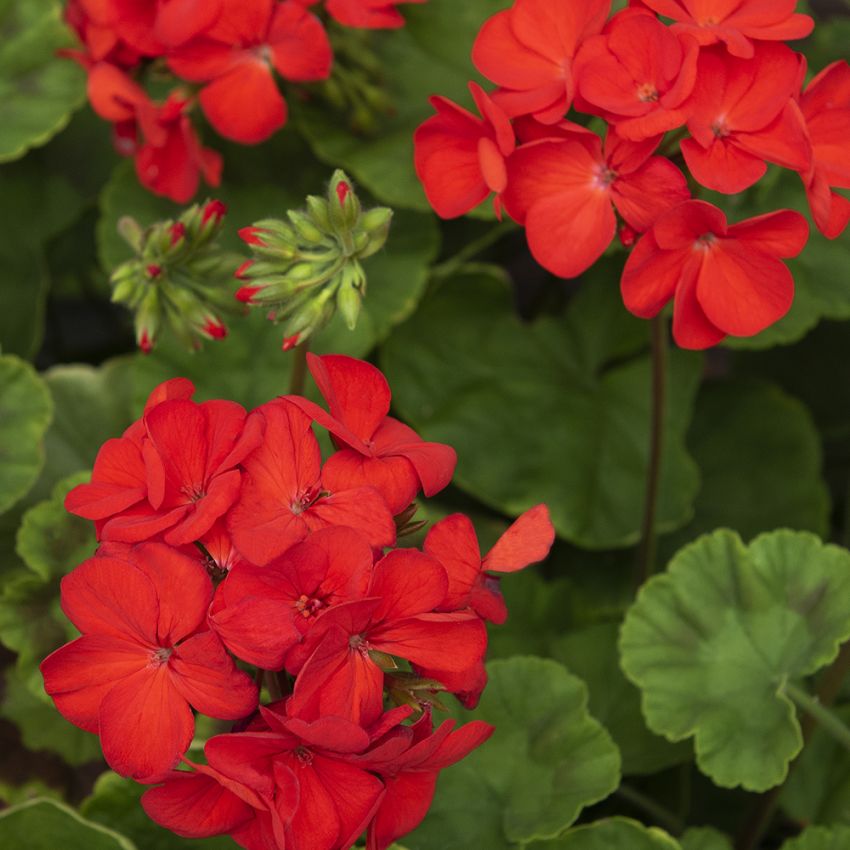 Pelargonia F1 'Gizela'