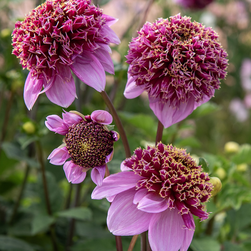 Anemoneblomstrende georgine Fenna Baaij'