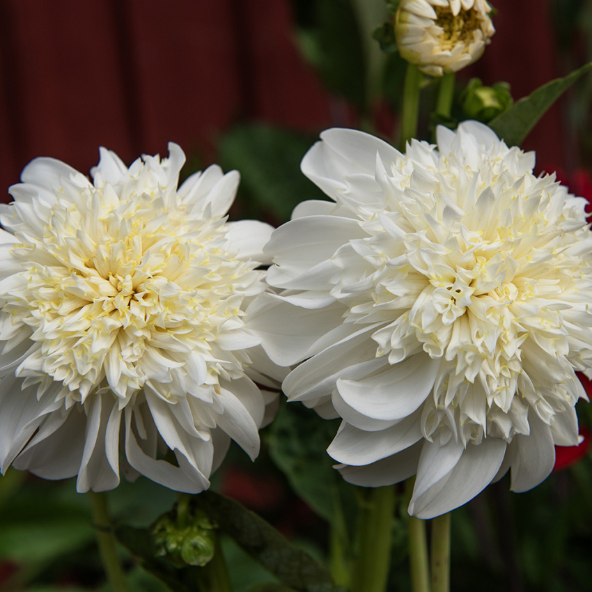 Anemoneblomstrende georgine 'Zahra'