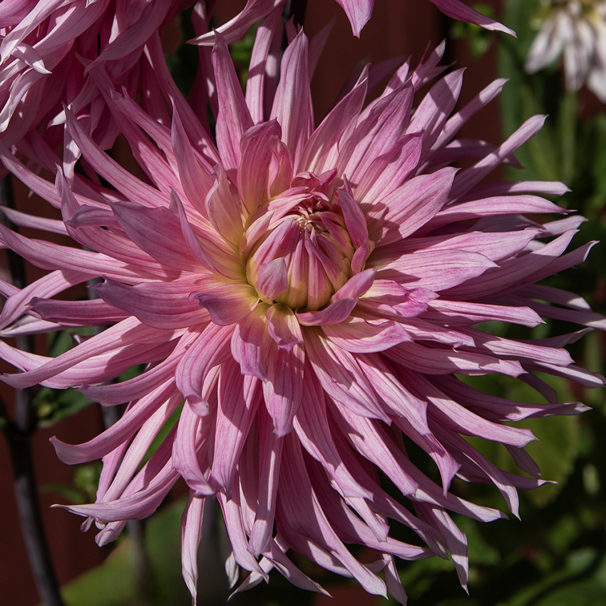 Kaktusgeorgine 'Hollyhill Cotton Candy', Lekker kaktusgeorgine med store, doble, klarrosa blomster.