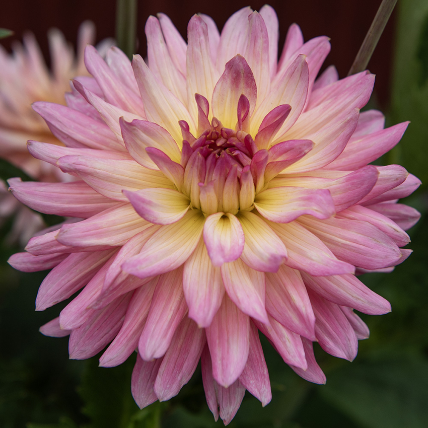 Kaktusgeorgine 'Melody Gipsy', doble blomster på ca. 12–15 cm med rosa sjatteringer og kremhvit til sitrongul midt.