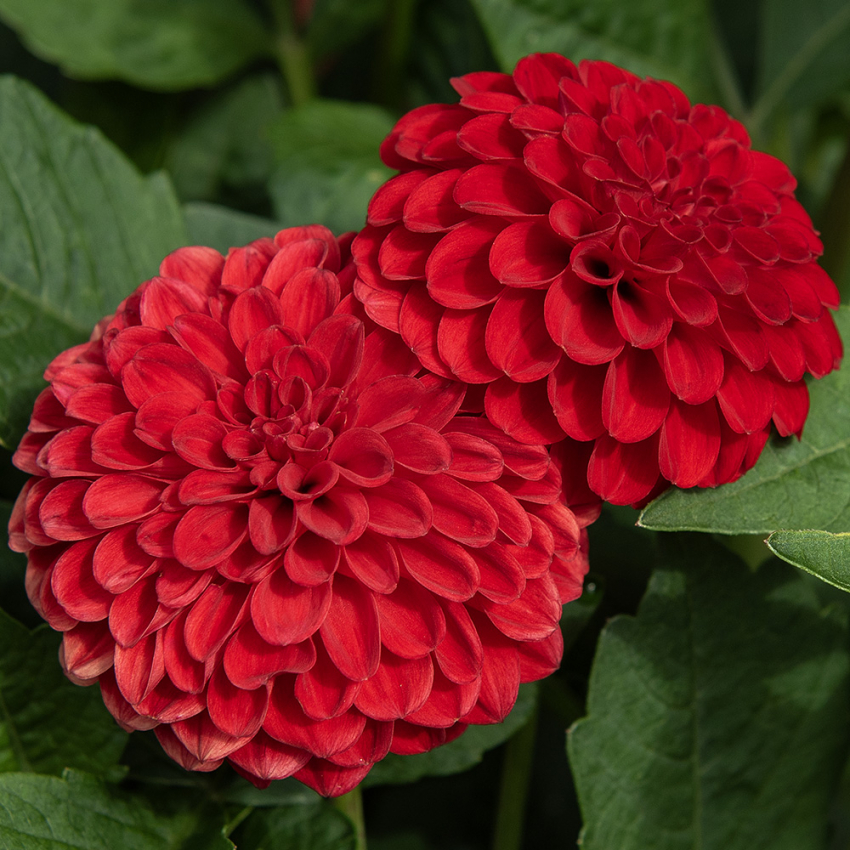 Pompongeorgine 'Nescio', pompongeorgine med tette, intenst karminrøde, trill runde blomster.