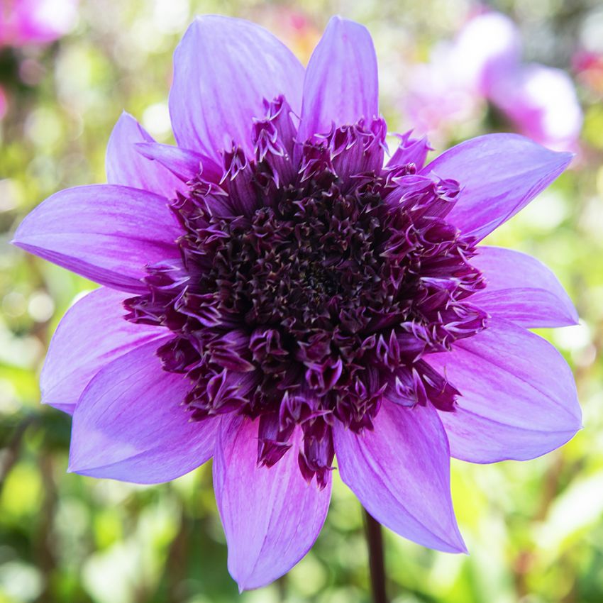 Anemoneblomstrende georginer 'Blue Bayou' 1 stk.