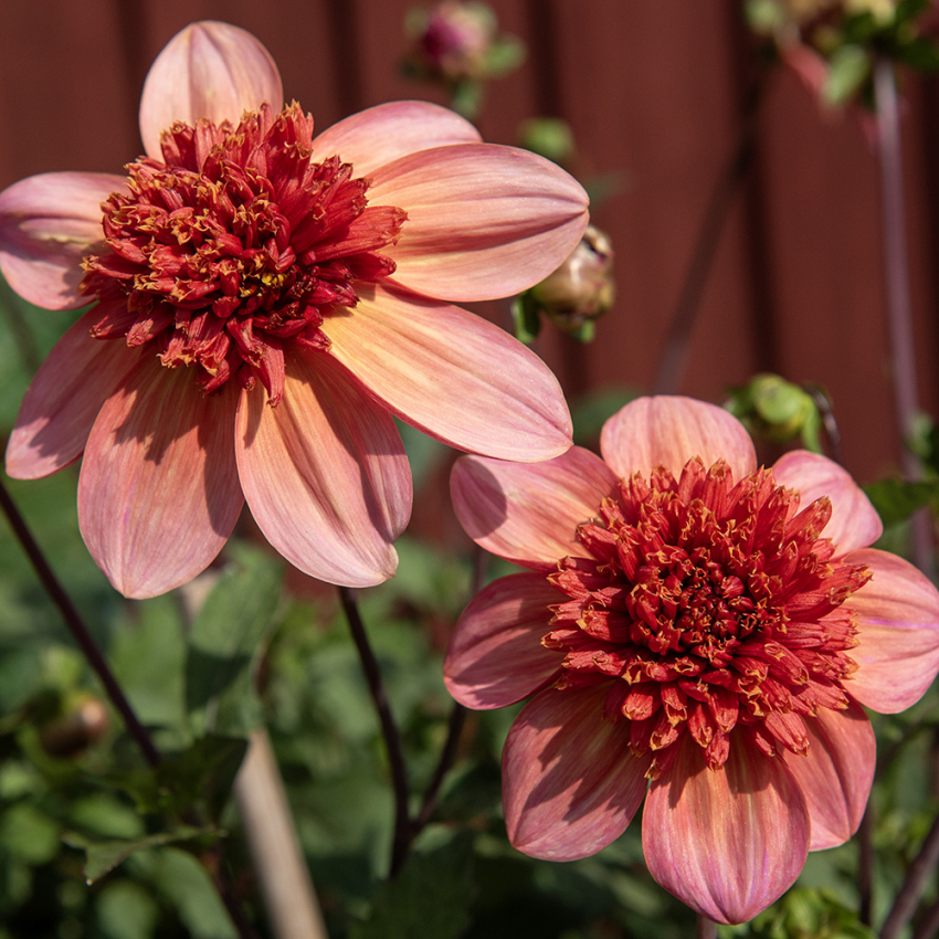 Anemoneblomstrende georgine 'Totally Tangerine' 