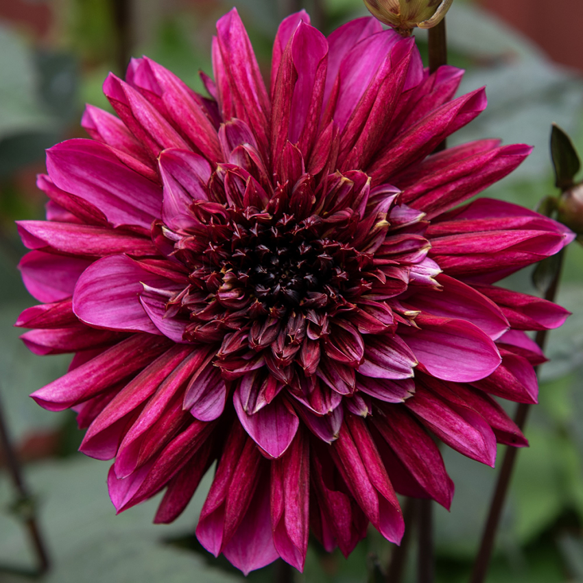 Anemoneblomstrende georgine 'Purple Haze', Utmerket til blomsterbed, store potter eller til snitt.