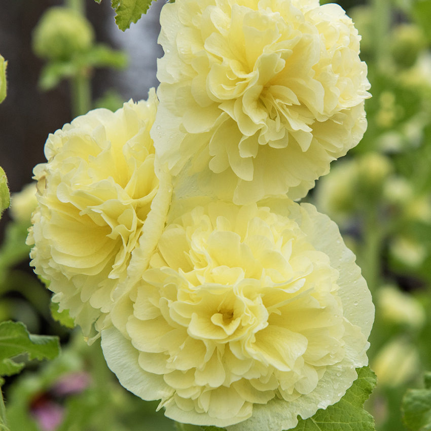 Stokkrose 'Chater's Golden Yellow'