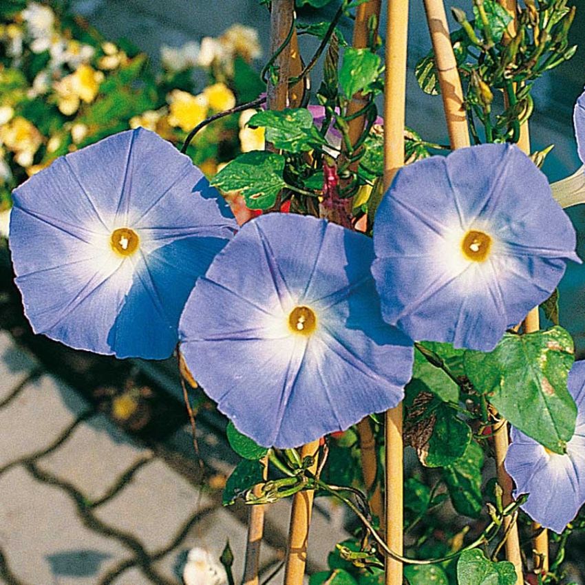 Praktvindel 'Heavenly Blue'