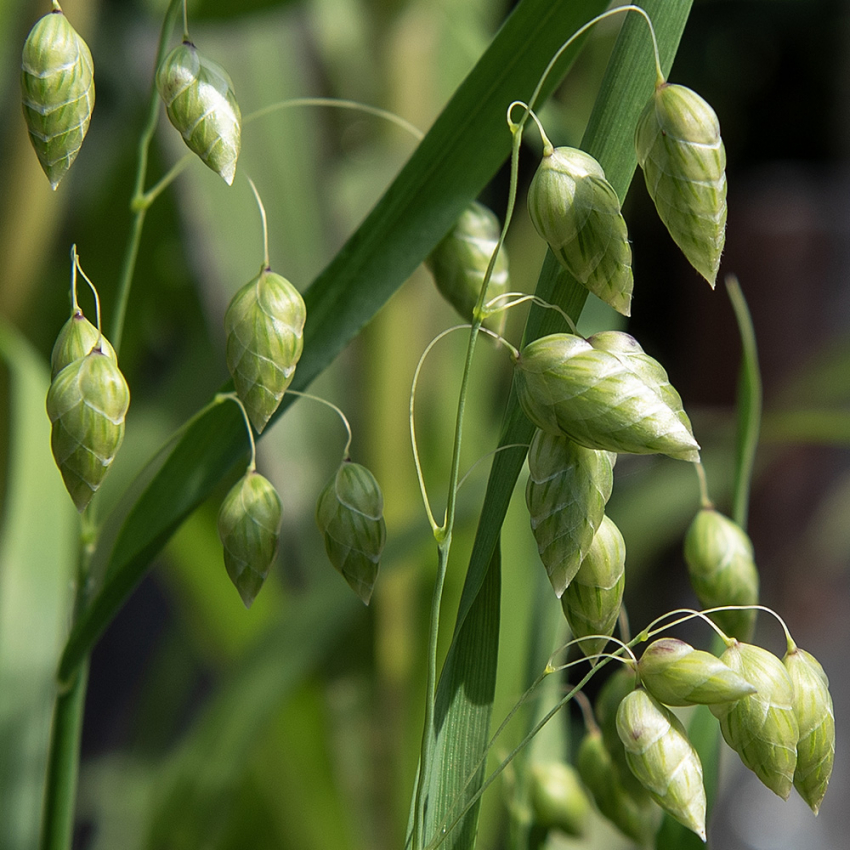 Italiensk hjertegras i gruppen Frø / Ettårige blomster hos Impecta Fröhandel (2050)