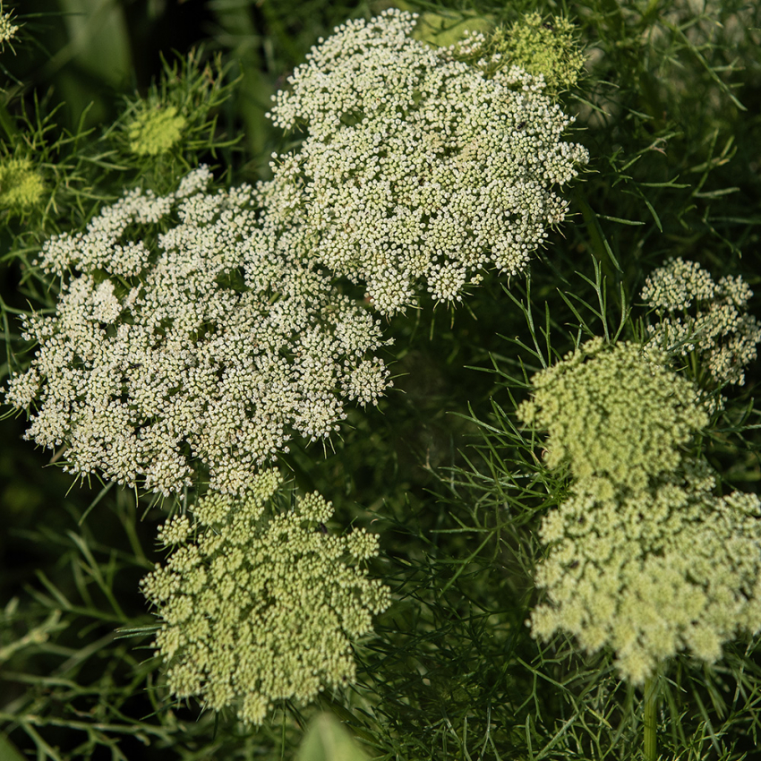 Tannstikke 'Green Mist' i gruppen Frø / Ettårige blomster hos Impecta Fröhandel (20701)