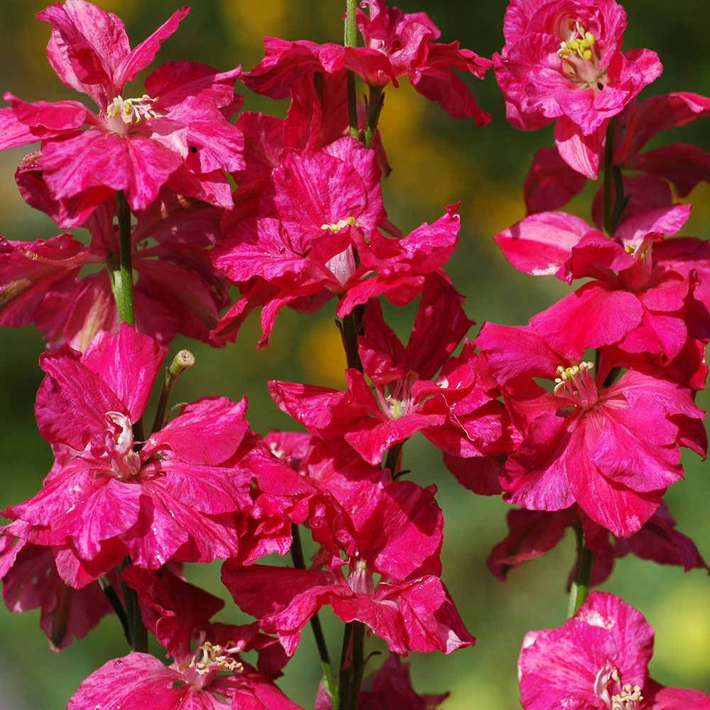 Romersk ridderspore 'Scarlet Spire'