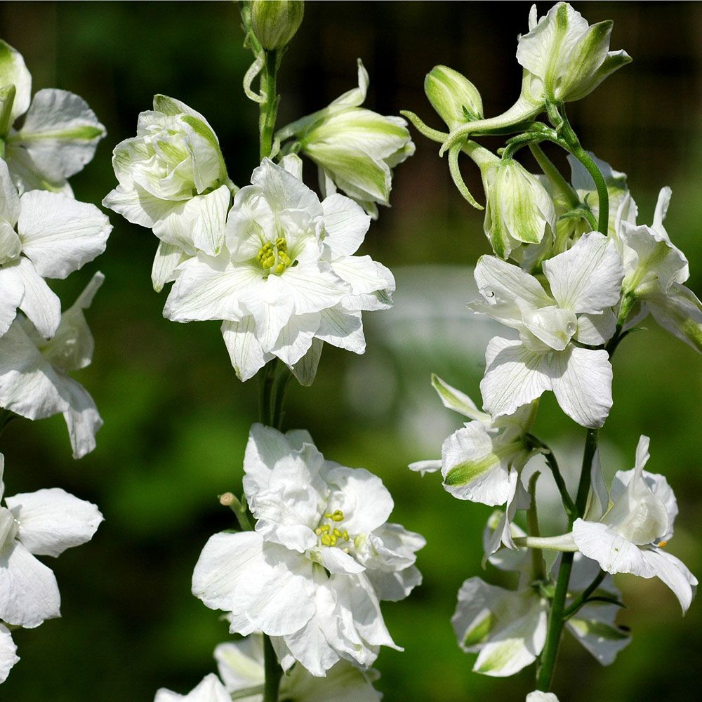 Romersk ridderspore 'White King'