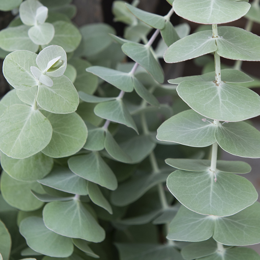 Eukalyptus 'Baby Blue'