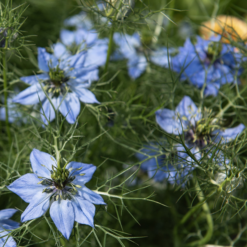 Damaskussvartfrø 'Miss Jekyll' i gruppen Frø / Ettårige blomster hos Impecta Fröhandel (22275)