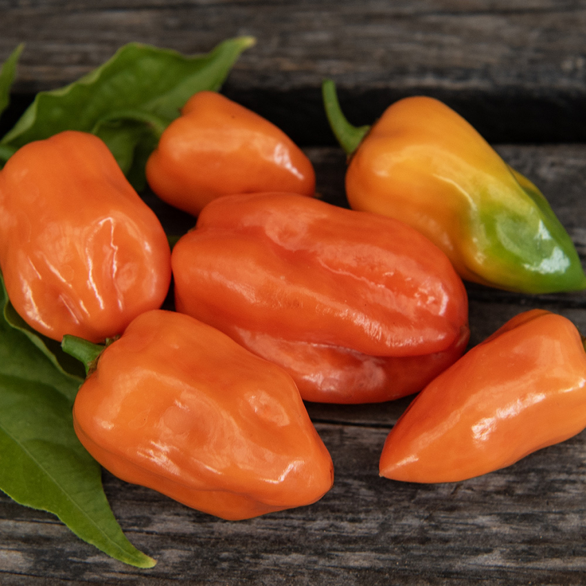 Habanero 'Habanero Orange' i gruppen Frø / Grønnsaker hos Impecta Fröhandel (23024)