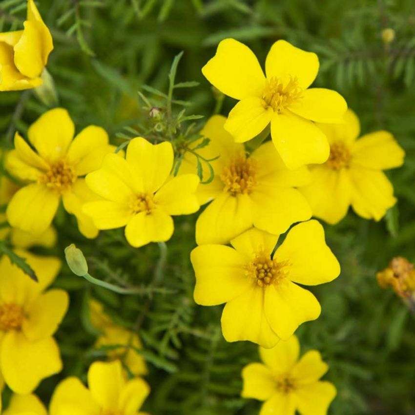 Liten fløyelsblomst 'Signet Lemon' i gruppen Frø / Ettårige blomster hos Impecta Fröhandel (23153)