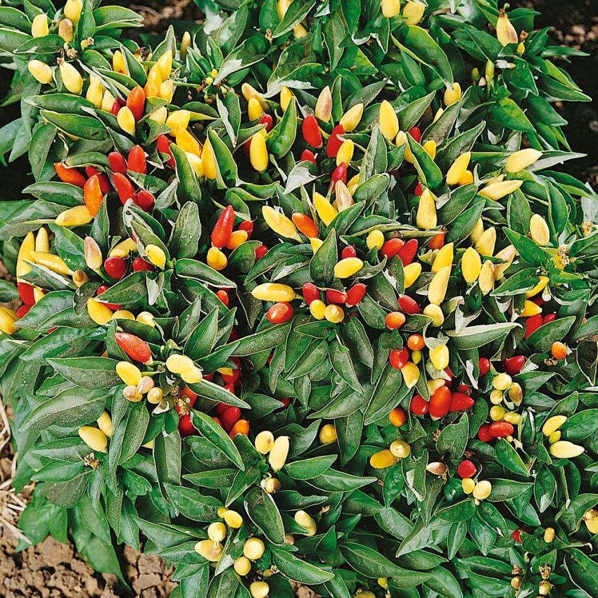 Tabascopepper 'Tabasco'