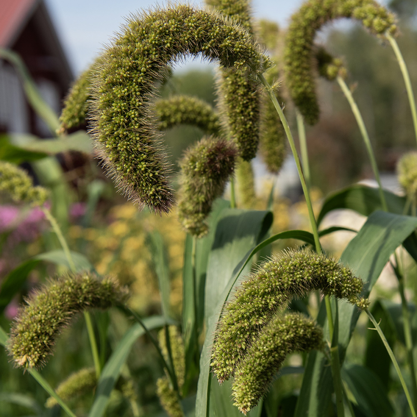 Prydhirse i gruppen Frø / Ettårige blomster hos Impecta Fröhandel (2350)