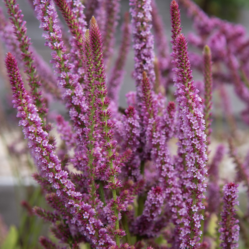 Aksrisp i gruppen Frø / Ettårige blomster hos Impecta Fröhandel (2375)