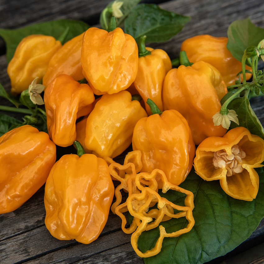 Habanero 'NuMex Suave Orange'