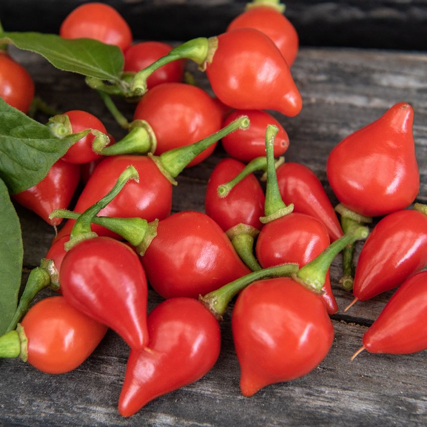 Habanero 'Biquinho'