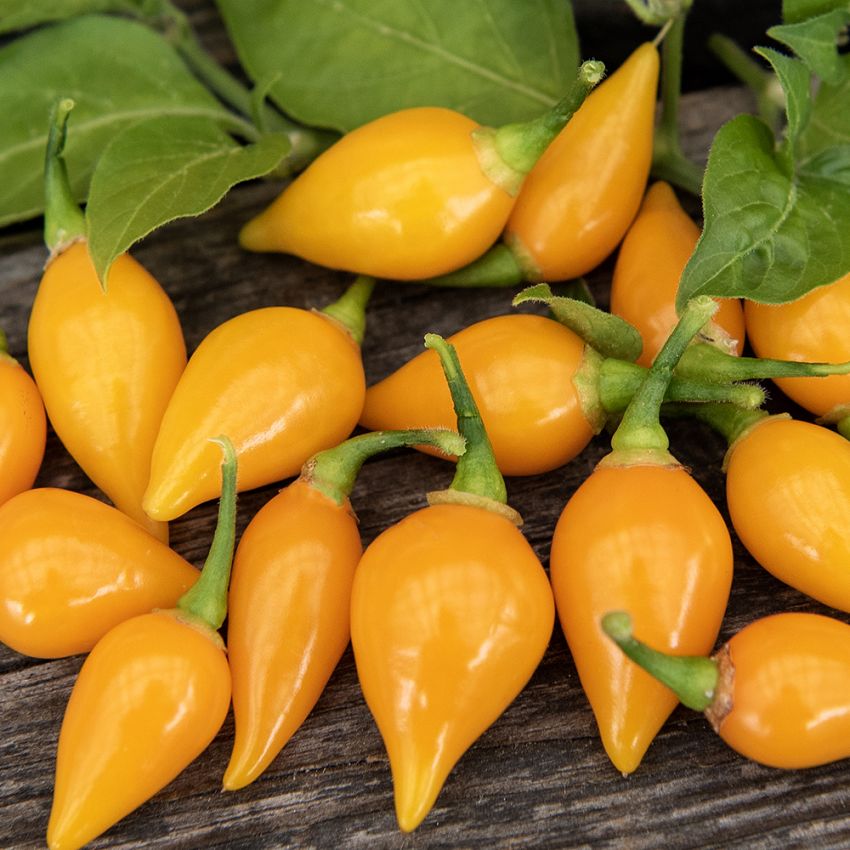 Habanero 'Biquinho Amarela'