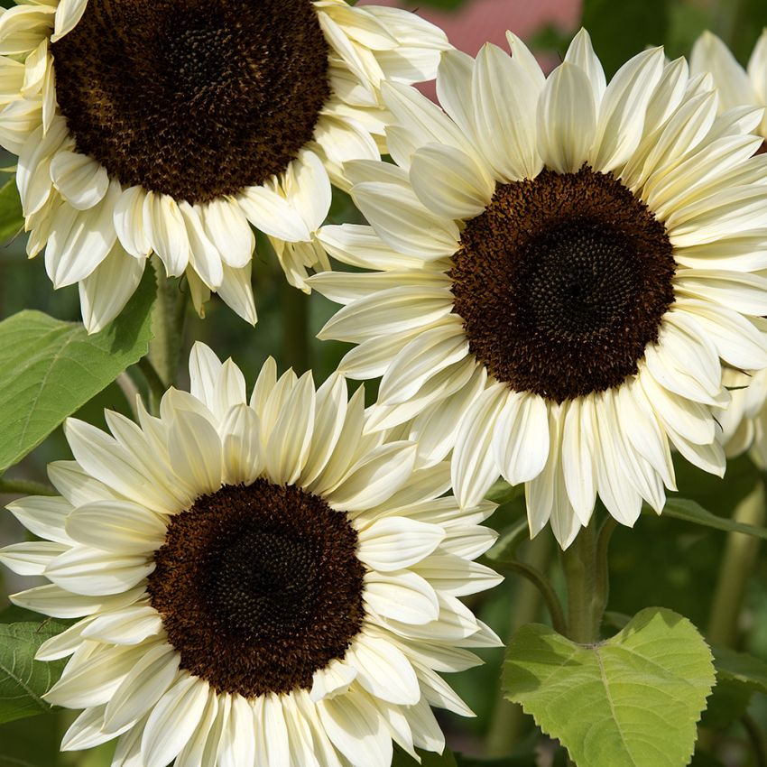 Solsikke F1 'Procut White Nite', Enkeltblomstrende solsikke med store, kremhvite blomster på 15–18 cm.