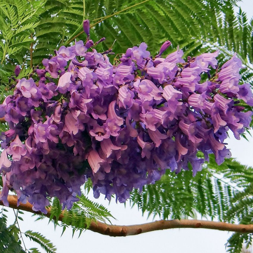 Jacaranda