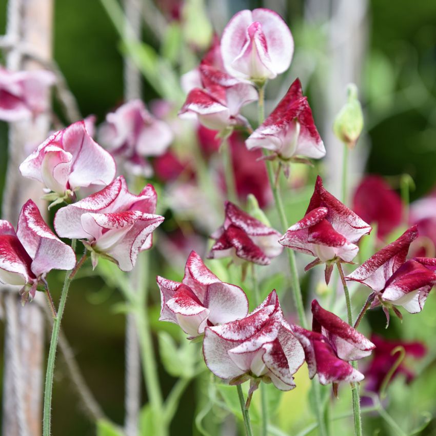 Blomsterert 'Spencer Wiltshire Ripple'