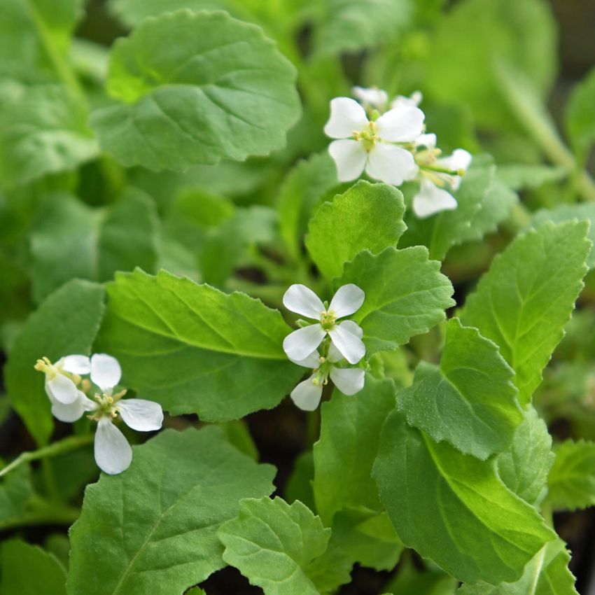 Wasabiruccola 'Wasabi'