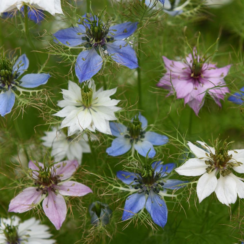 Damaskussvartfrø 'Persian Jewels'