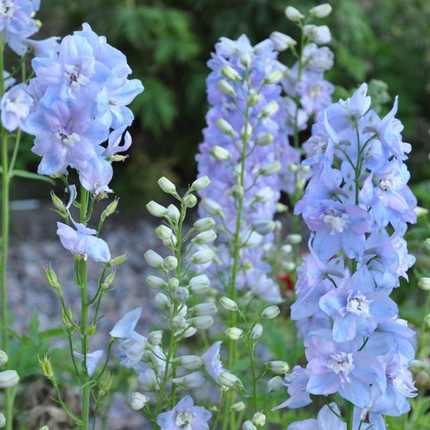 Hageridderspore F1 'Guardian Lavender'