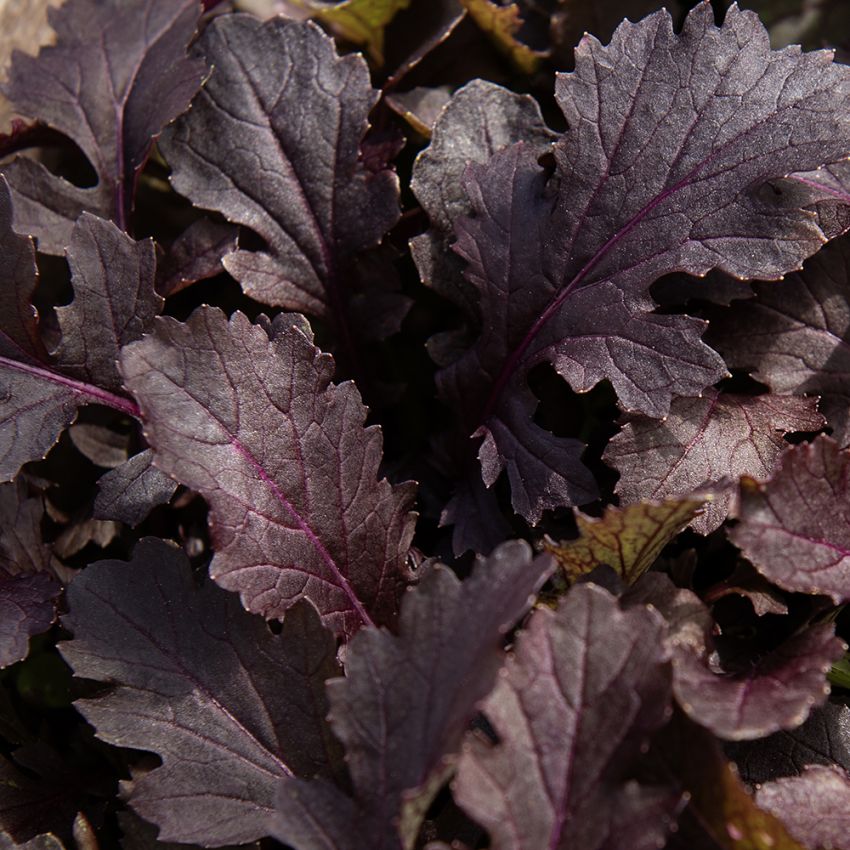 Sennepskål 'Crimson Red'