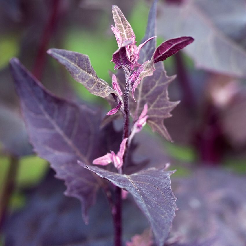 Hagemelde 'Ruby Red'