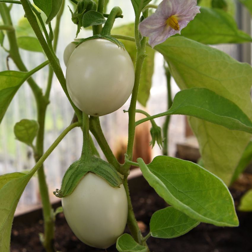 Aubergine 'Blanche Ronde Á Oeuf'