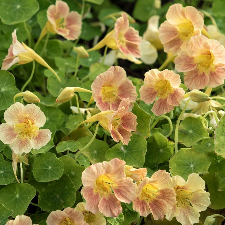 Blomkarse 'Tip Top Pink Blush'