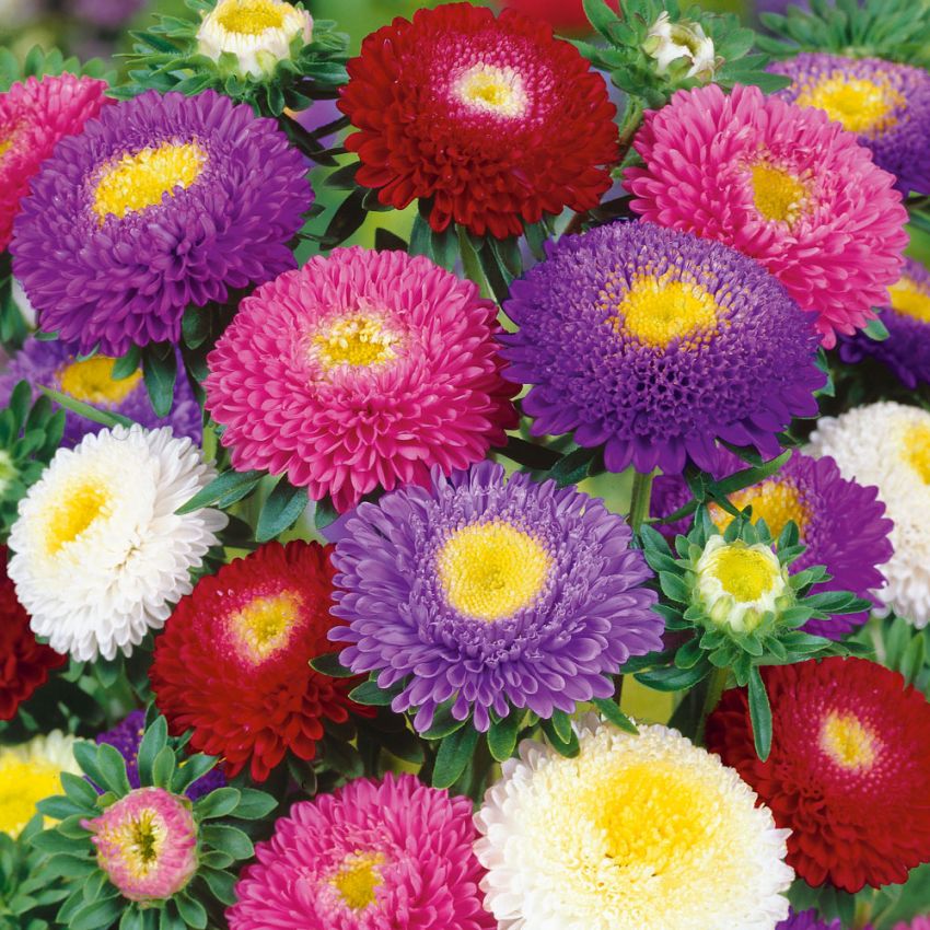 Sommerasters 'Pompon'