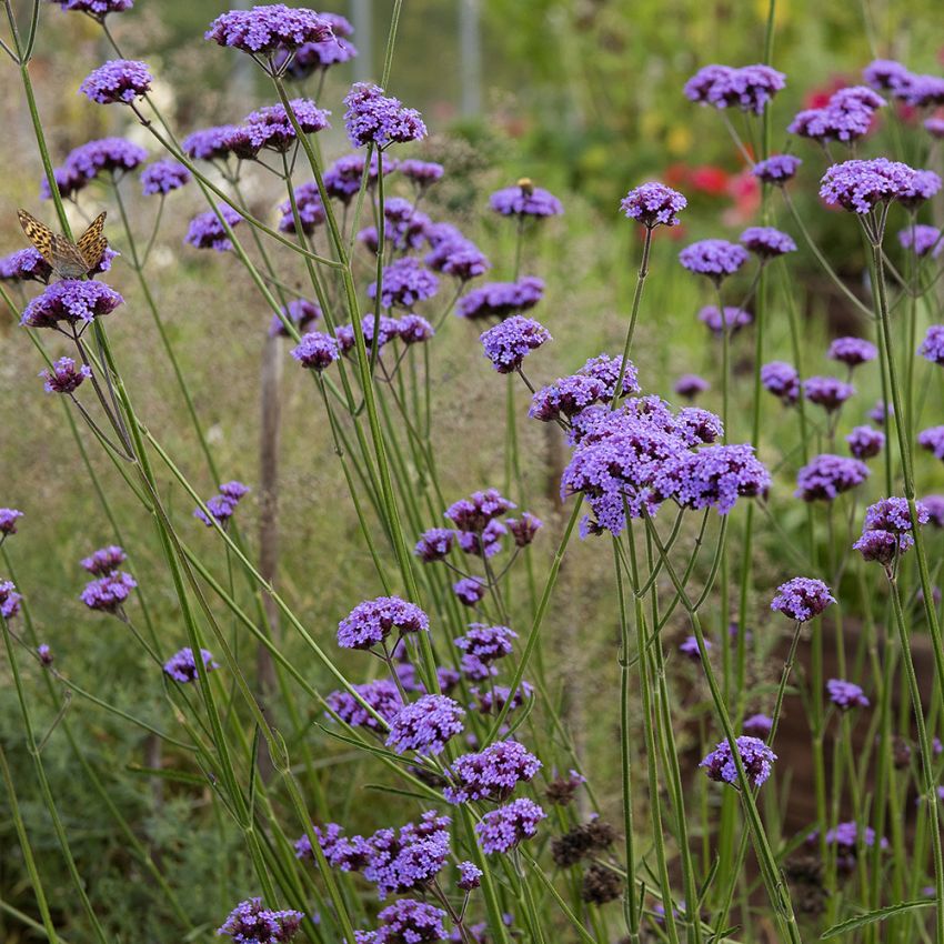 Kjempeverbena 'Vanity'