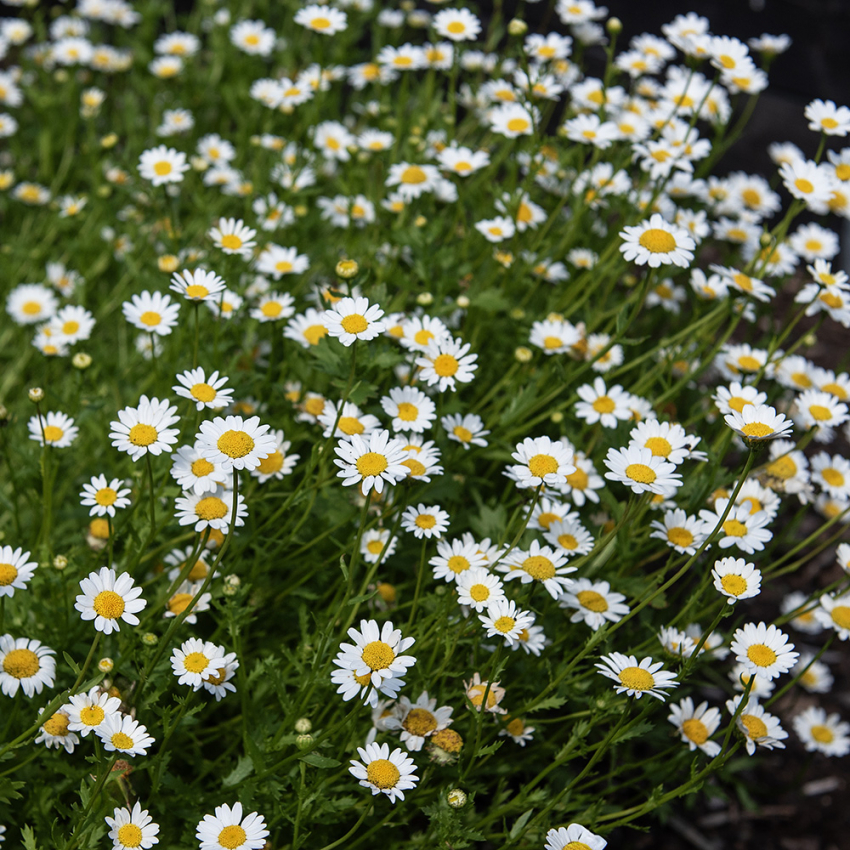 Puslingkrage i gruppen Frø / Ettårige blomster hos Impecta Fröhandel (28262)