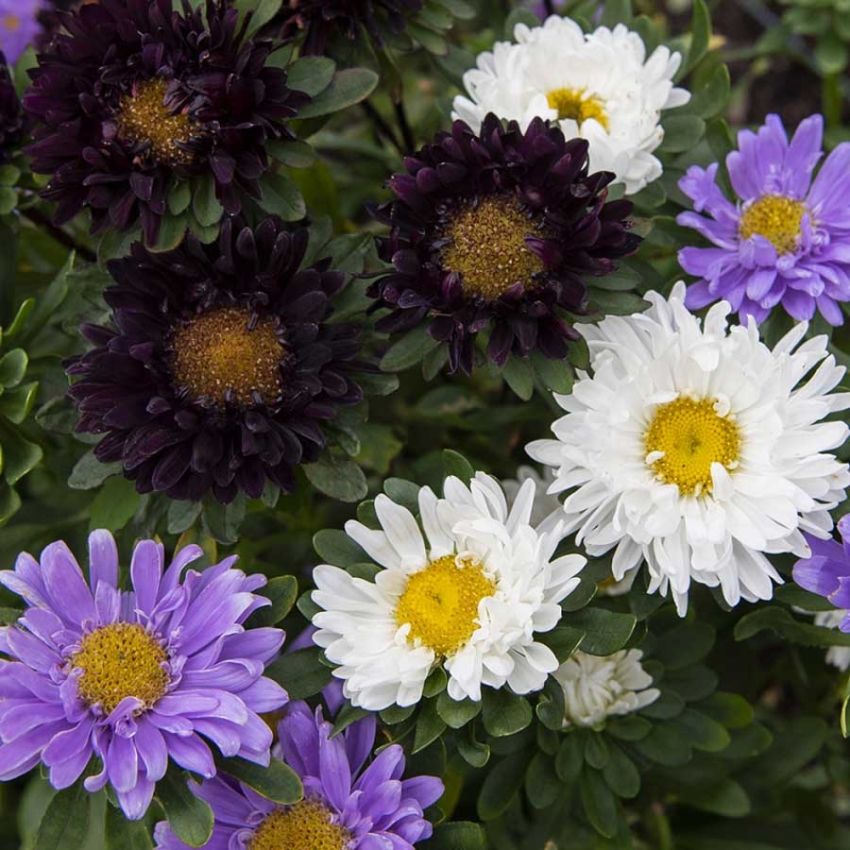 Sommeraster 'The Blues' i gruppen Frø / Ettårige blomster hos Impecta Fröhandel (28303)